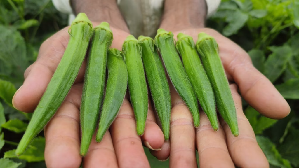 Okra in hands